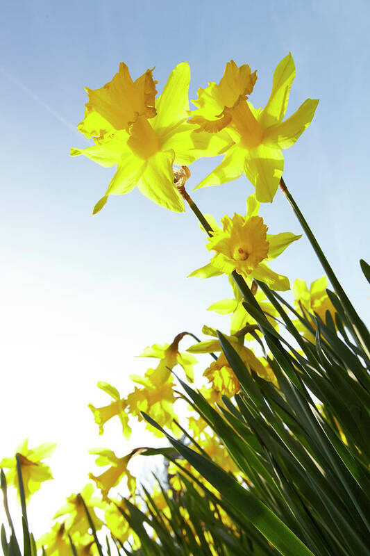 Large Group Of Objects Poster featuring the photograph Sun Shining On Yellow Daffodils by Ron Bambridge