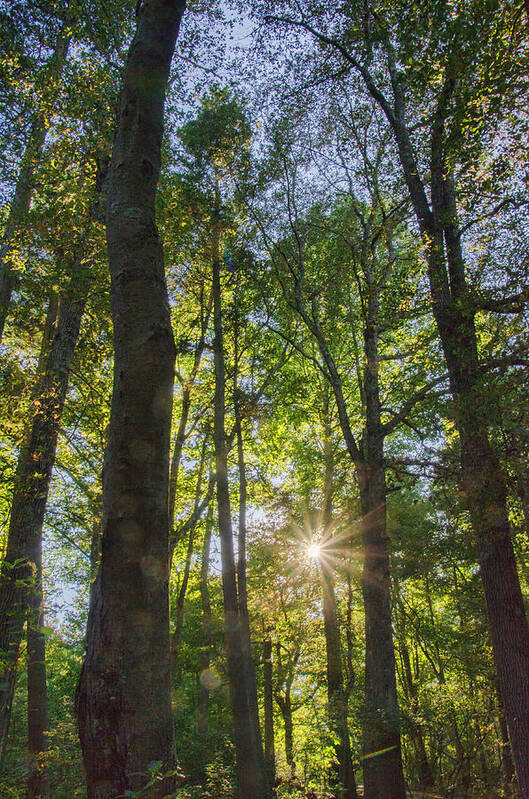 Sunburst Poster featuring the photograph Sunburst Through the Trees by Beth Venner