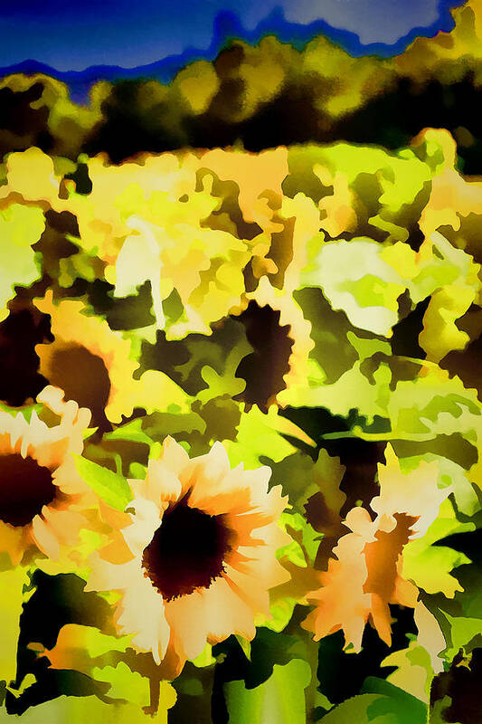 Floral Poster featuring the photograph Sunflower 34 by Pamela Cooper