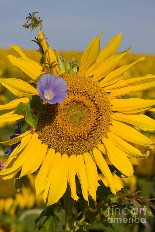 Sunflower Poster featuring the photograph Sunflower and Friend by Chris Scroggins
