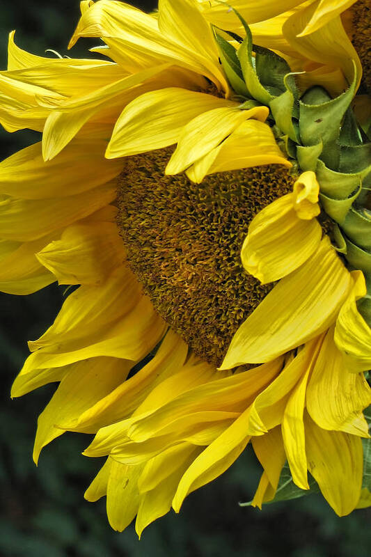 Flower Poster featuring the photograph Sunflower by Ann Bridges