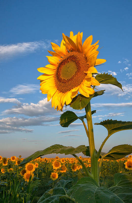 Sunflower Poster featuring the photograph Sunflower by Ronda Kimbrow