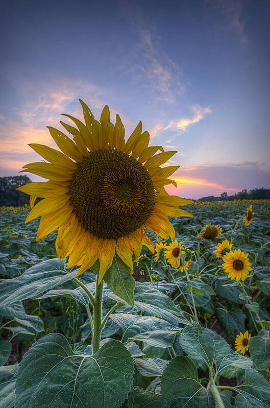 Sunflower Poster featuring the photograph Sunflower Sunset by Michael Donahue