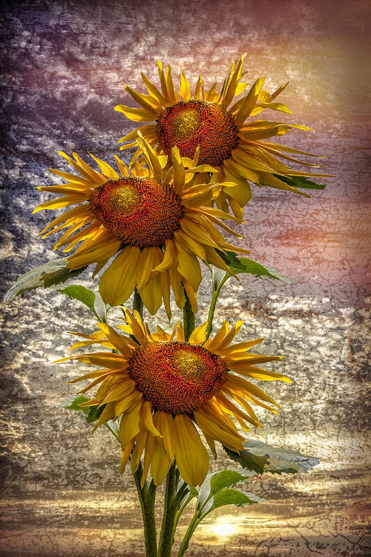 Clouds Poster featuring the photograph Sunflower Trio by Debra and Dave Vanderlaan