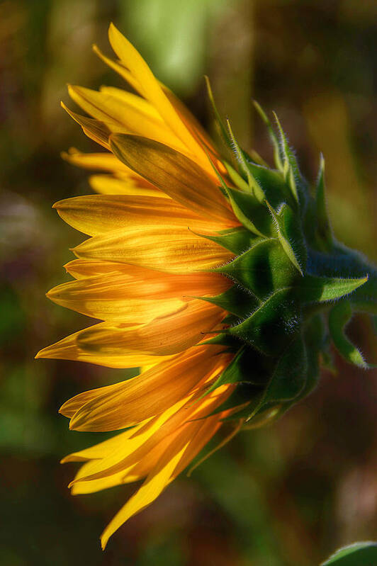 Bees Poster featuring the photograph Sunflowers by Kathi Isserman