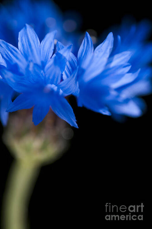 Floral Poster featuring the photograph Sunkissed Cornflower by Anne Gilbert