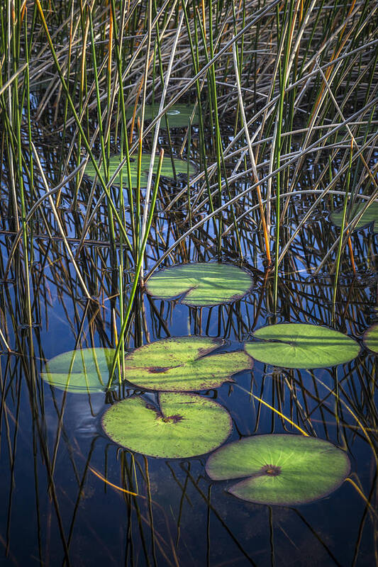 Clouds Poster featuring the photograph Sunlight on the LilyPads by Debra and Dave Vanderlaan