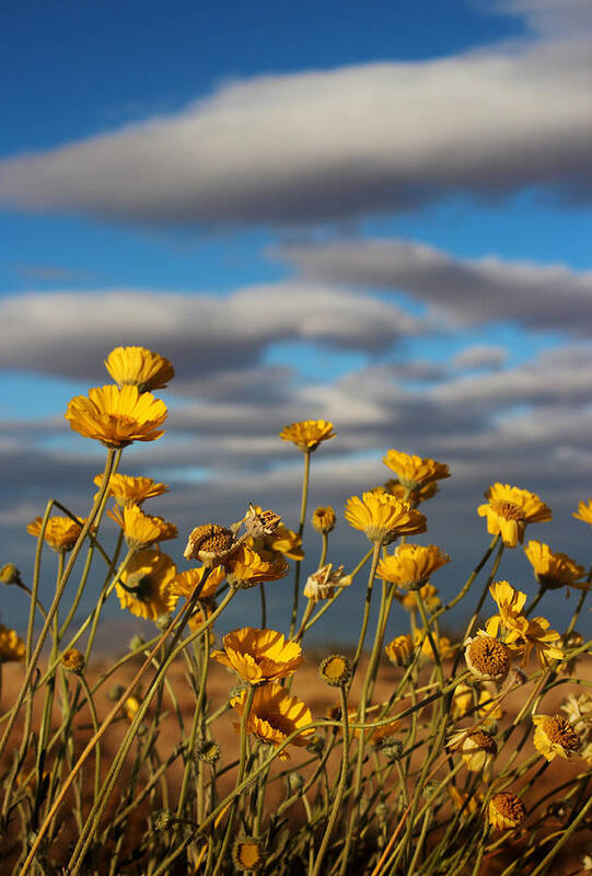 Sunlit Poster featuring the photograph Sunlit Yellow Wildflowers by Valerie Loop