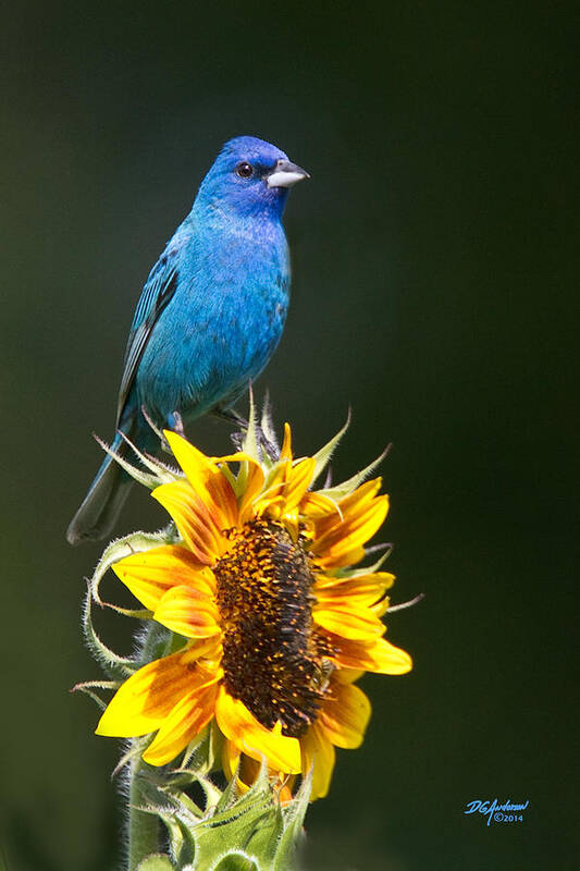 Indigo Bunting Poster featuring the photograph Sunny and blue by Don Anderson