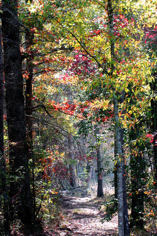 Fall Foliage Poster featuring the photograph Sunny Trail by Robert Camp