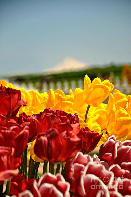 Tulip Poster featuring the photograph Sunny Tulip Day by Mindy Bench