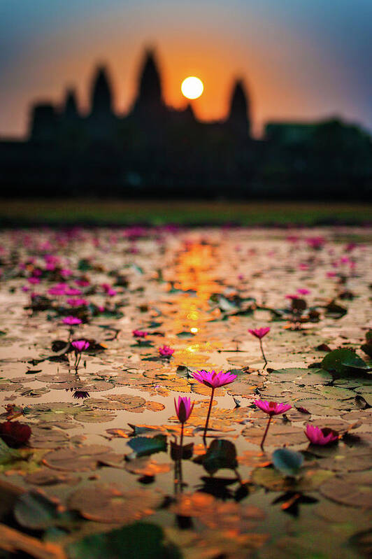 Tranquility Poster featuring the photograph Sunrise Over The Lotus Flowers Of by © Francois Marclay