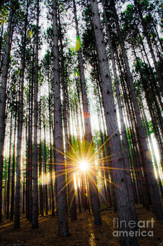 Oak Openings Poster featuring the photograph Sunset Pines by Michael Arend