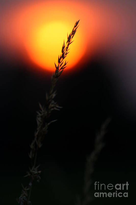 Summer Poster featuring the photograph Sunset Seed Silhouette by Jeremy Hayden