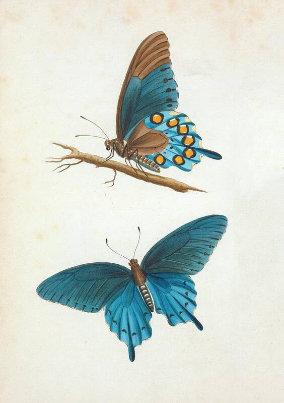 1800s Poster featuring the photograph Swallowtail Butterfly by General Research Division/new York Public Library