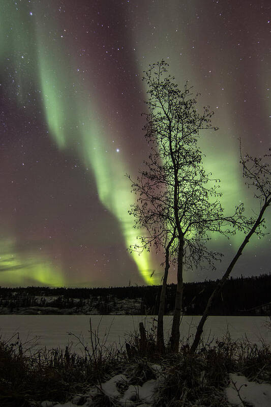 Aurora Borealis Poster featuring the photograph Swaying in the Night by Valerie Pond