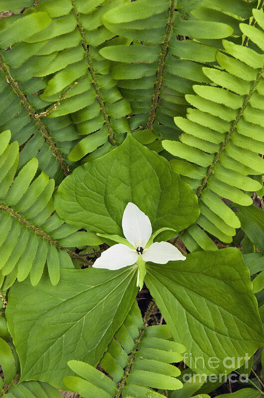 Sweet Poster featuring the photograph Sweet White Trillium - D008728 by Daniel Dempster