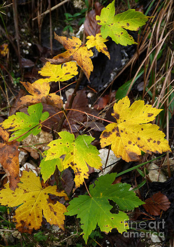 Woodland Poster featuring the photograph Sycamore Maple Leaves in Autumn by Phil Banks