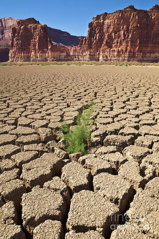 00559227 Poster featuring the photograph Tamarisk In Dry Colorado River by Yva Momatiuk John Eastcott