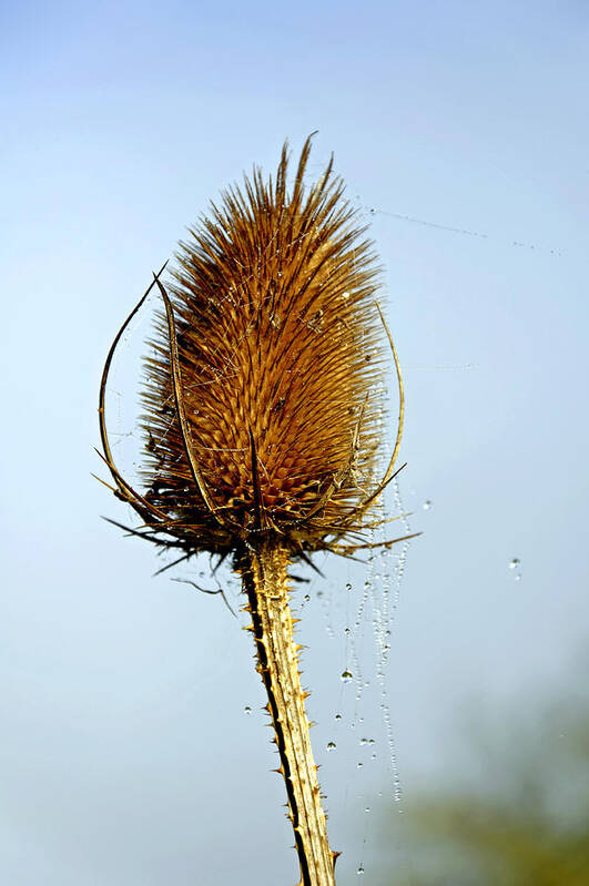 Europe Poster featuring the photograph Teasel Laced with Morning Dew by Rod Johnson