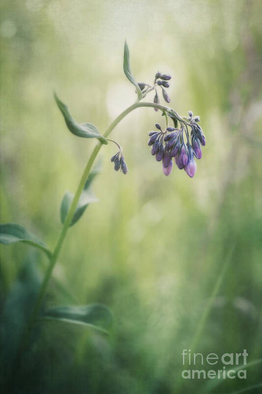 Mertensia Paniculata Poster featuring the photograph The Arrival Of Spring by Priska Wettstein