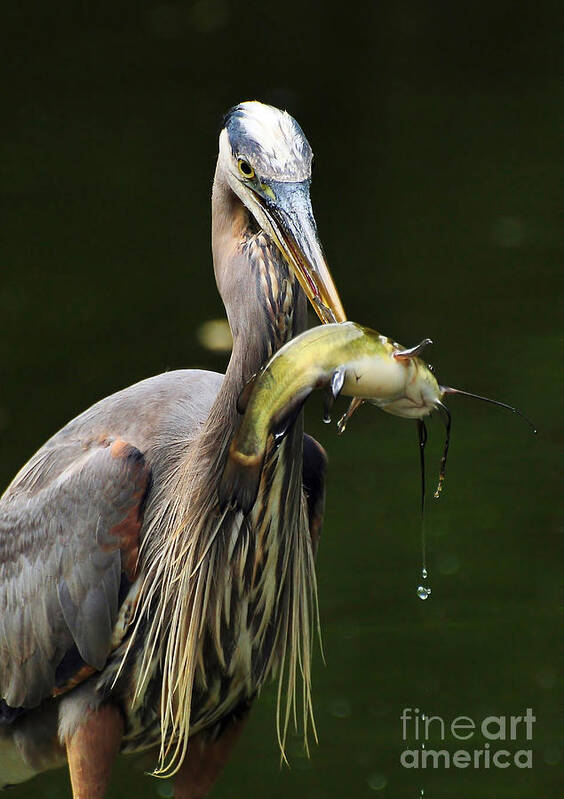 Great Blue Heron Poster featuring the photograph The Big Catch by Kathy Baccari