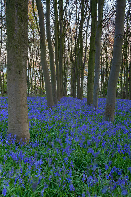 Bluebells Poster featuring the photograph The Blue Path by Nick Atkin