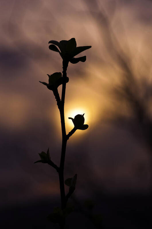 Branch Poster featuring the photograph The Budding Branch by Craig Szymanski