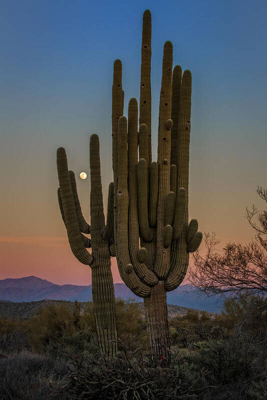 Moonrise Poster featuring the photograph Moonrise Over Tonto by Rick Berk