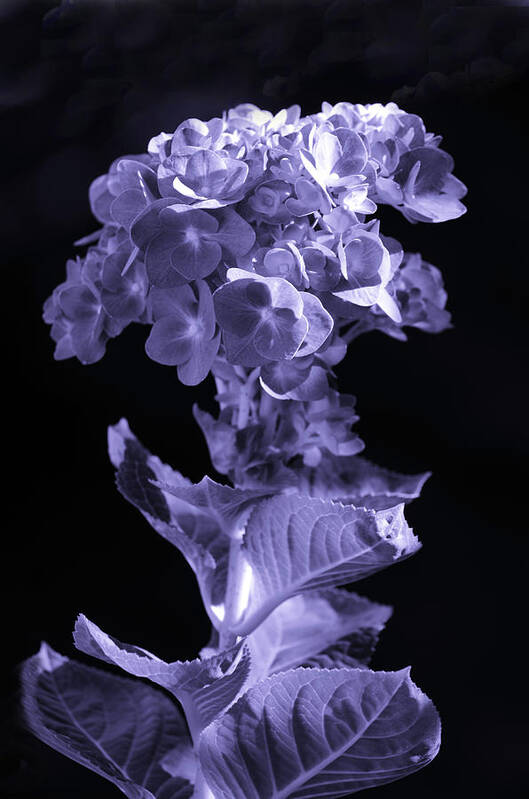 Hydrangea Poster featuring the photograph The Color Purple by Sandi OReilly