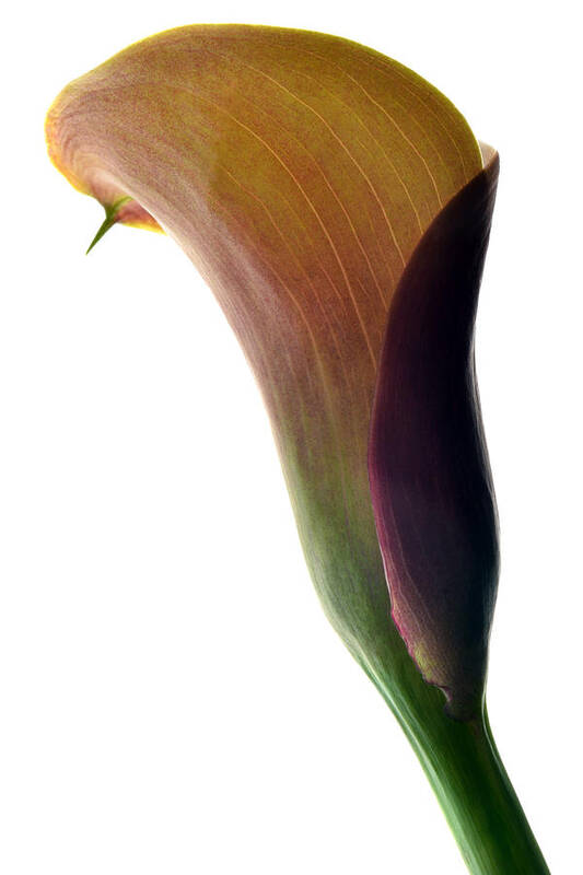 Calla Lily Poster featuring the photograph The Colours Of Calla. by Terence Davis