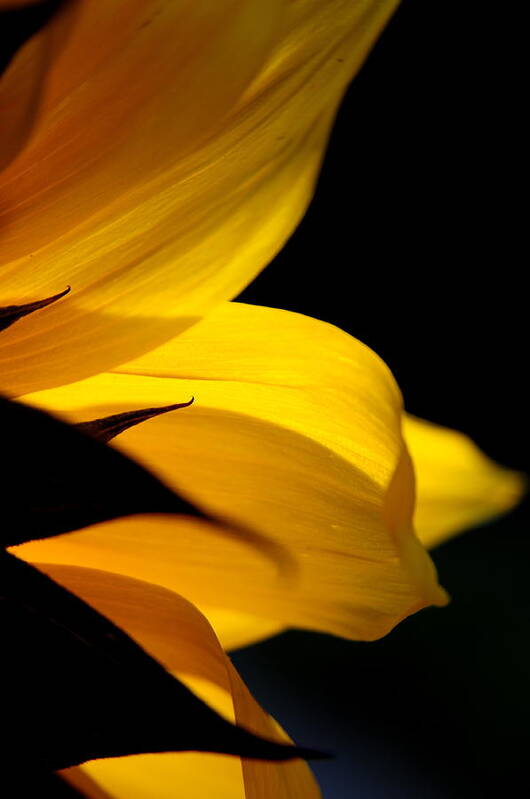 Sunflower Poster featuring the photograph The Curve of a Petal by The Forests Edge Photography - Diane Sandoval