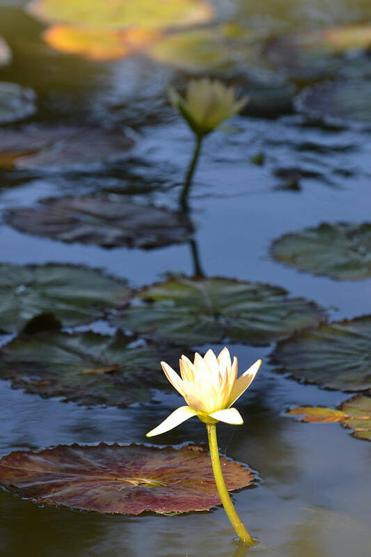 Lotus Poster featuring the photograph The Echo of a Lotus Flower by Bill Mock