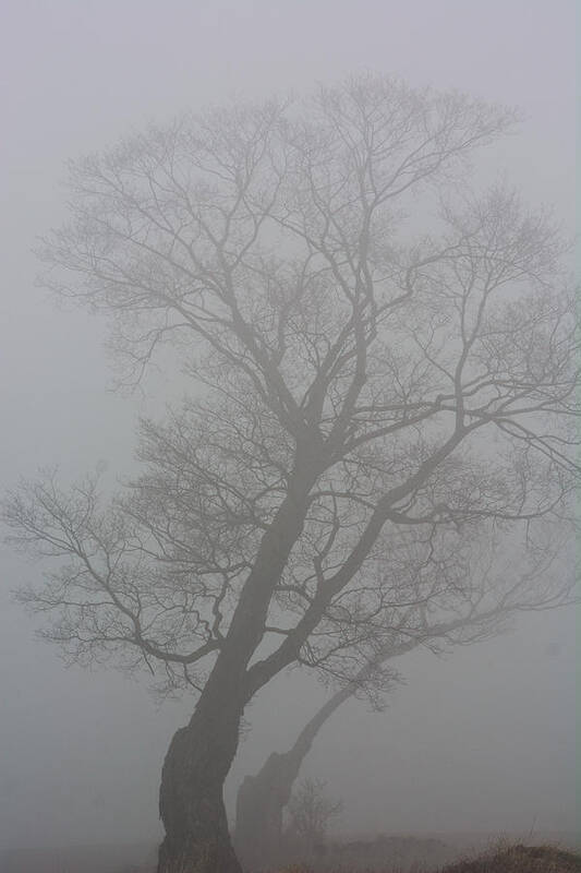 Tree Poster featuring the photograph The Foggy Dew by James Canning