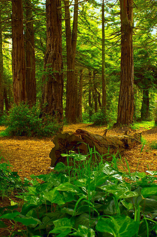 Golden Poster featuring the photograph The Forest of Golden Gate Park by Bryant Coffey