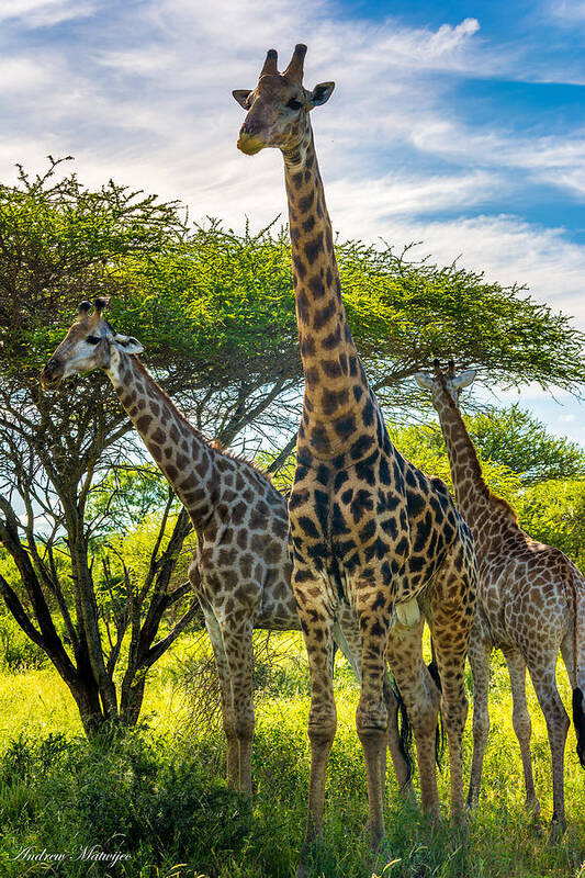Giraffe Poster featuring the photograph The Giraffe Family by Andrew Matwijec