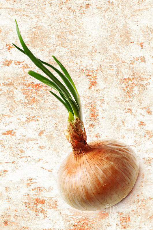 Onion Poster featuring the photograph The Lonely Onion by Andee Design