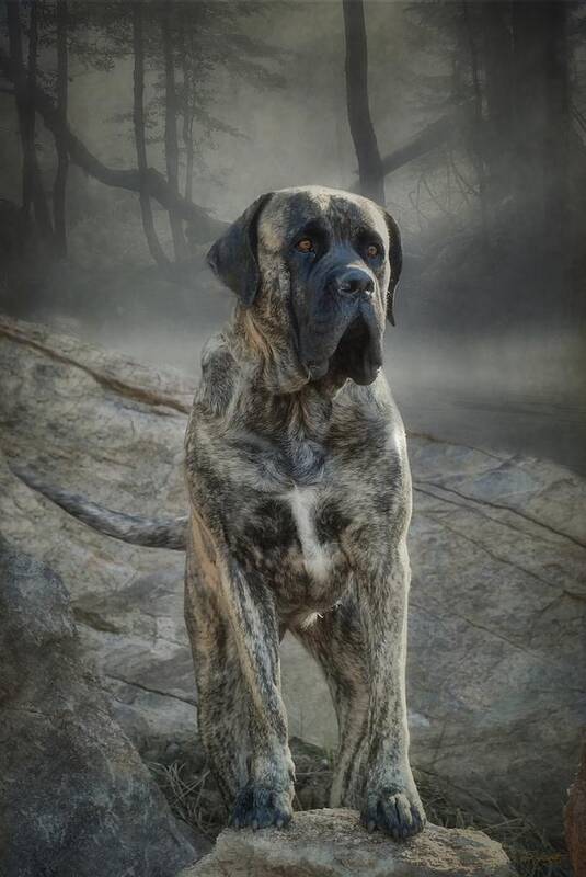 Mastiff Poster featuring the photograph The Mastiff by Fran J Scott