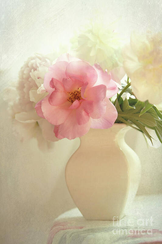 Rose Poster featuring the photograph The pink rose by Sylvia Cook