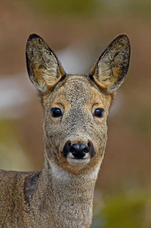 Roe Deer Poster featuring the photograph The Roe Deer Portrait by Torbjorn Swenelius