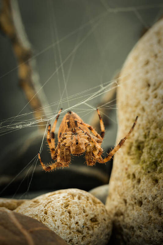 Abdomen Poster featuring the photograph The Spectacular Spider I by Marco Oliveira
