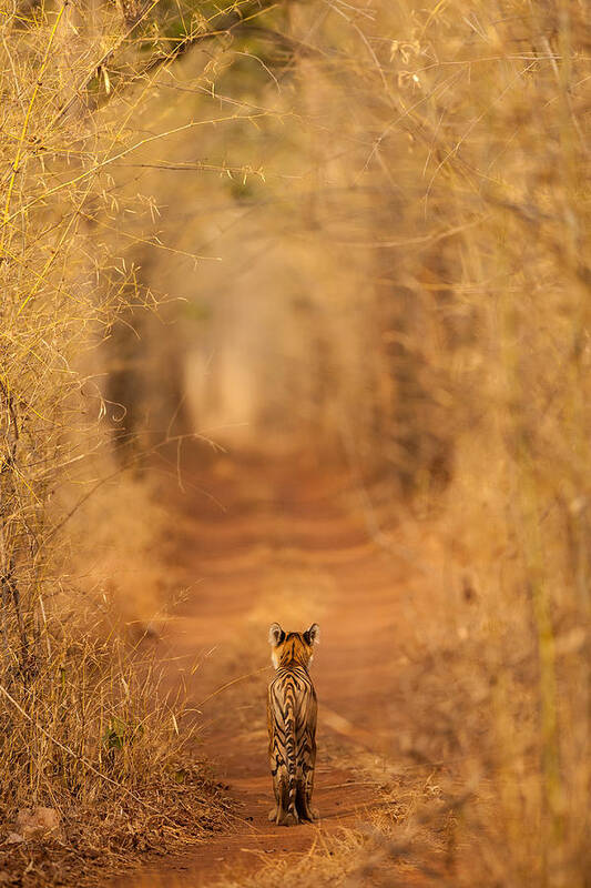 Wildlife Poster featuring the photograph The Tiger In The Tunnel by Ab Apana