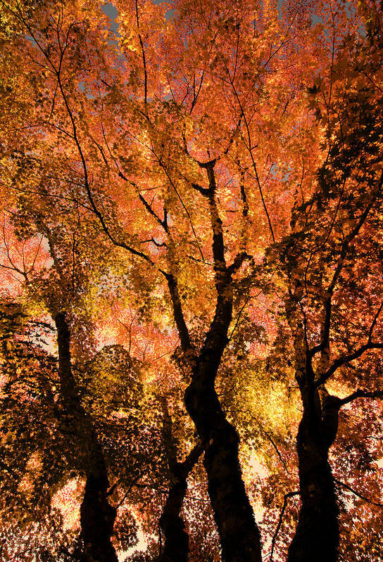 Maple Poster featuring the photograph The Trees Dance as the Sun Smiles by Don Schwartz