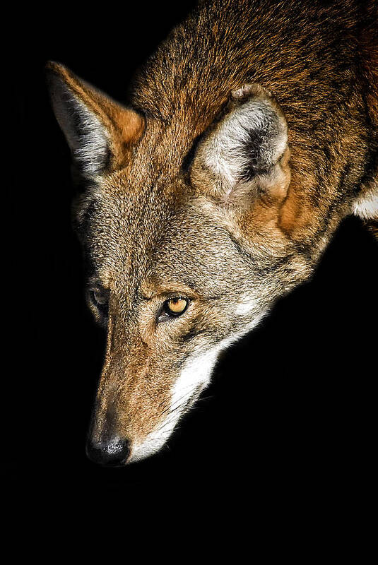 Red Wolf Poster featuring the photograph The Watcher by Ghostwinds Photography