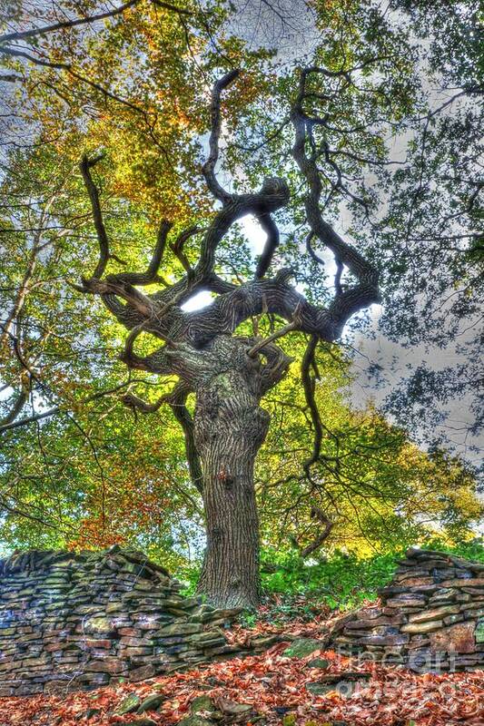 Tree Poster featuring the photograph The Witches Tree by David Birchall