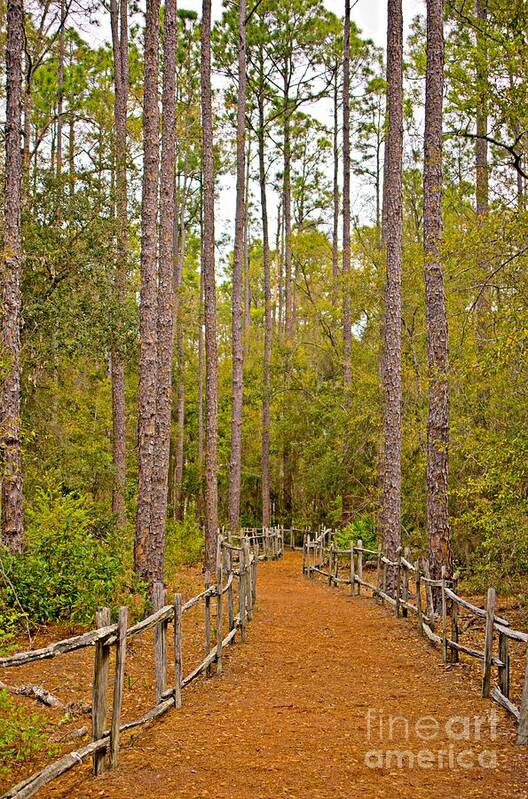 Wooded Path Poster featuring the photograph The Wooded Path by Southern Photo