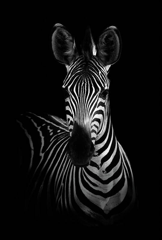 Zebra Poster featuring the photograph The Zebra by Wildphotoart