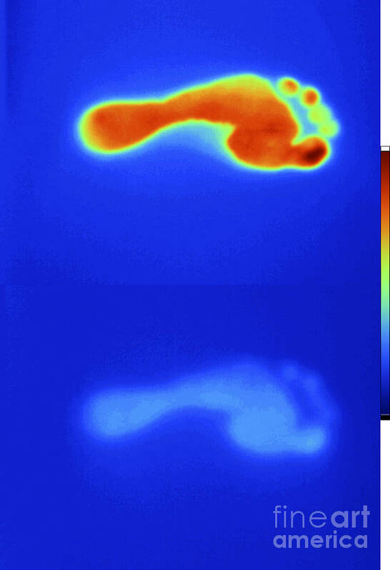 Digital Infrared Thermal Imaging Poster featuring the photograph Thermal Shadow Fading by GIPhotoStock