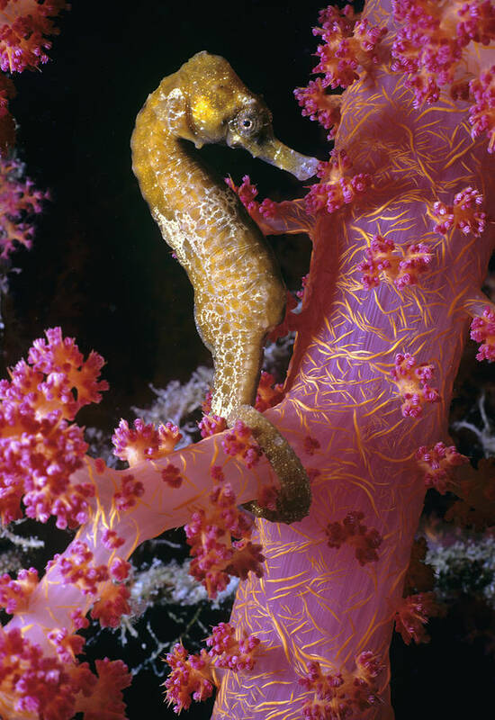Actinopterygii Poster featuring the photograph Thorny Sea Horse by Jeff Rotman