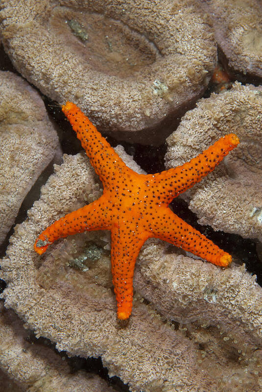 Flpa Poster featuring the photograph Thousand-pores Starfish On Coral by Colin Marshall